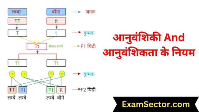 Rules of genetics and genetics in Hindi