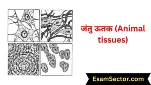 जंतु ऊतक (Animal tissues)