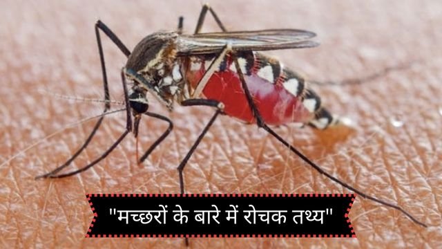 "मच्छरों के बारे में रोचक तथ्य"
