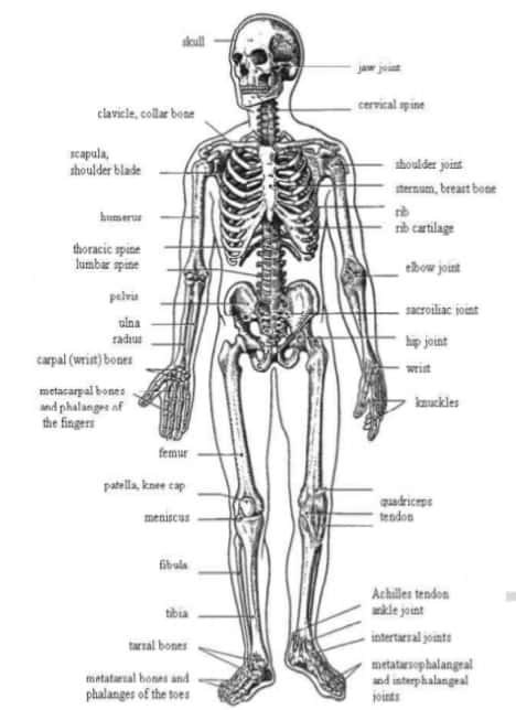 Skeletal System in Hindi