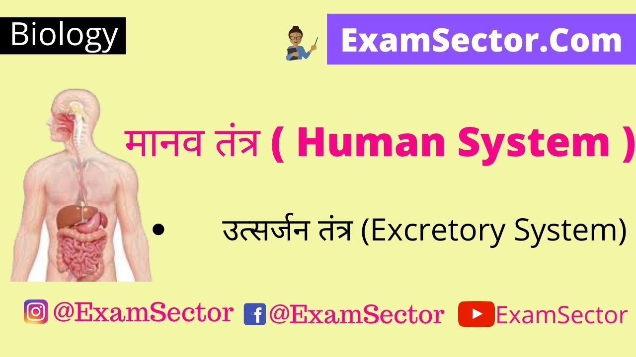 Excretory System in Hindi