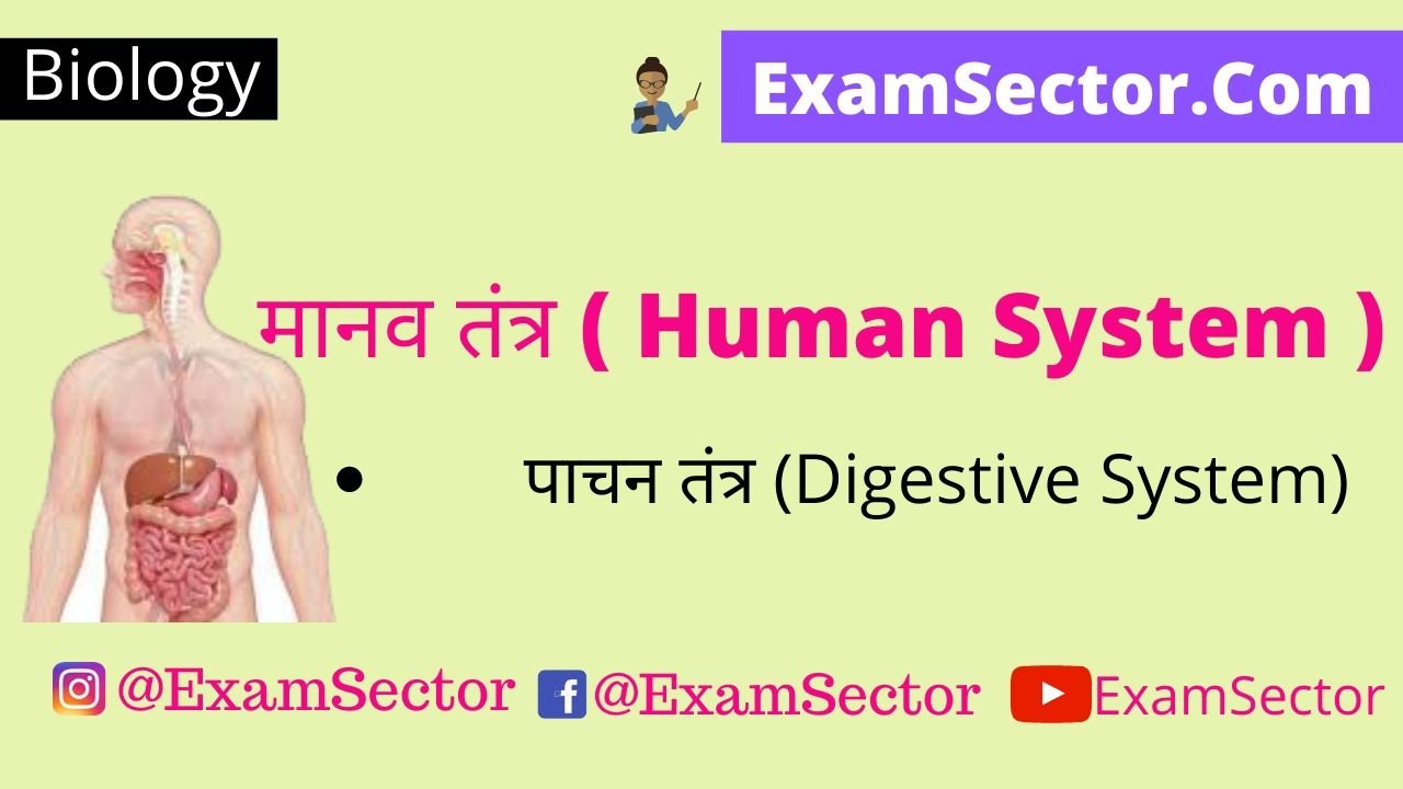 Digestive System in Hindi