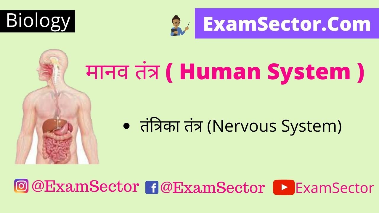 Human System & Nervous System in Hindi