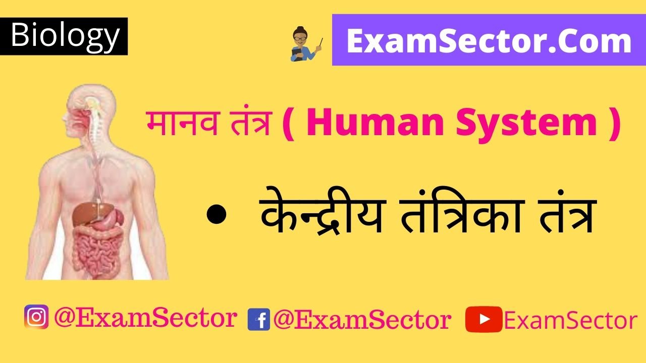 Human System in Hindi