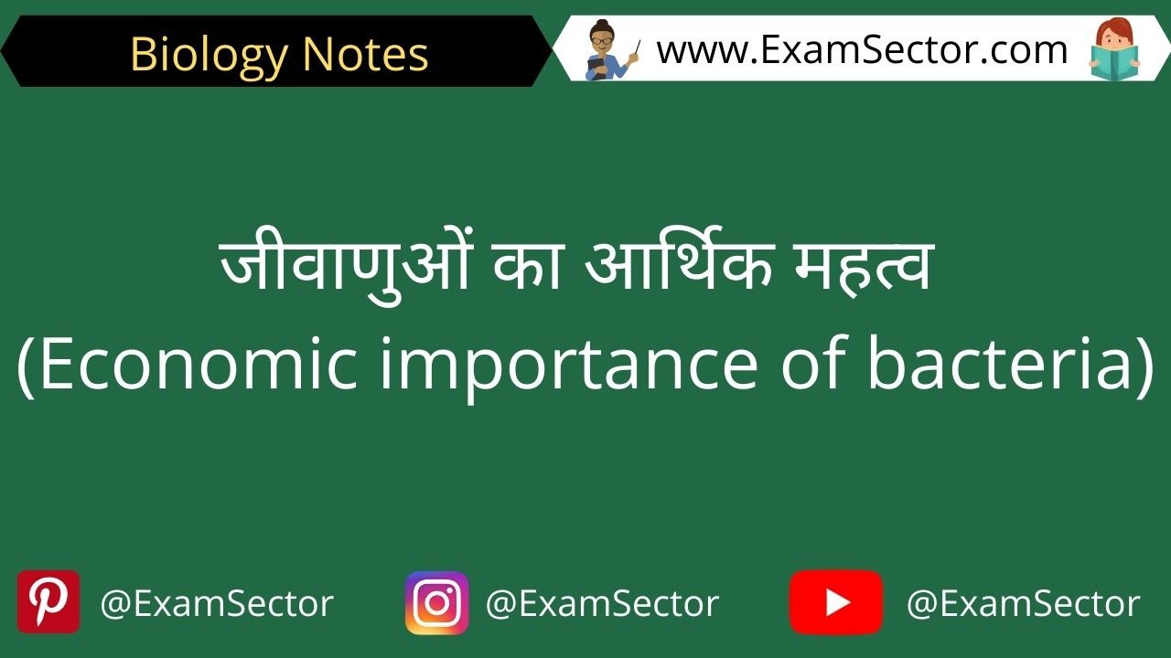 Economic importance of bacteria Notes in Hindi