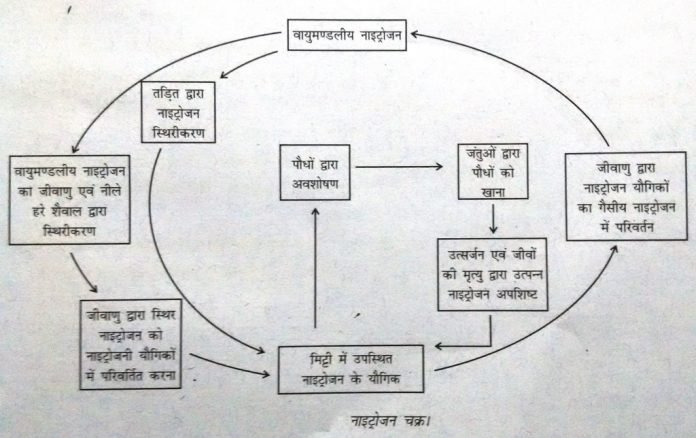 nitrogen cycle definition in hindi