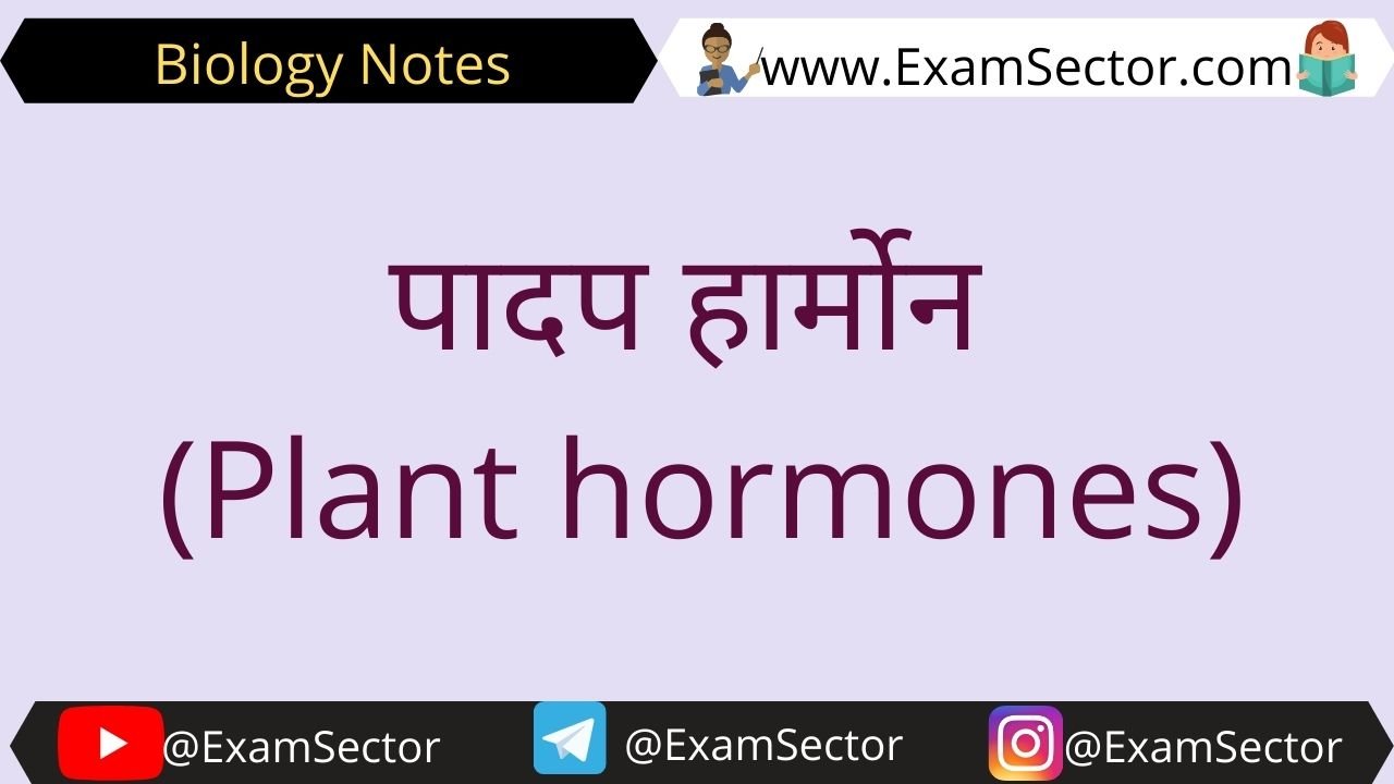 Plant hormones Notes in Hindi