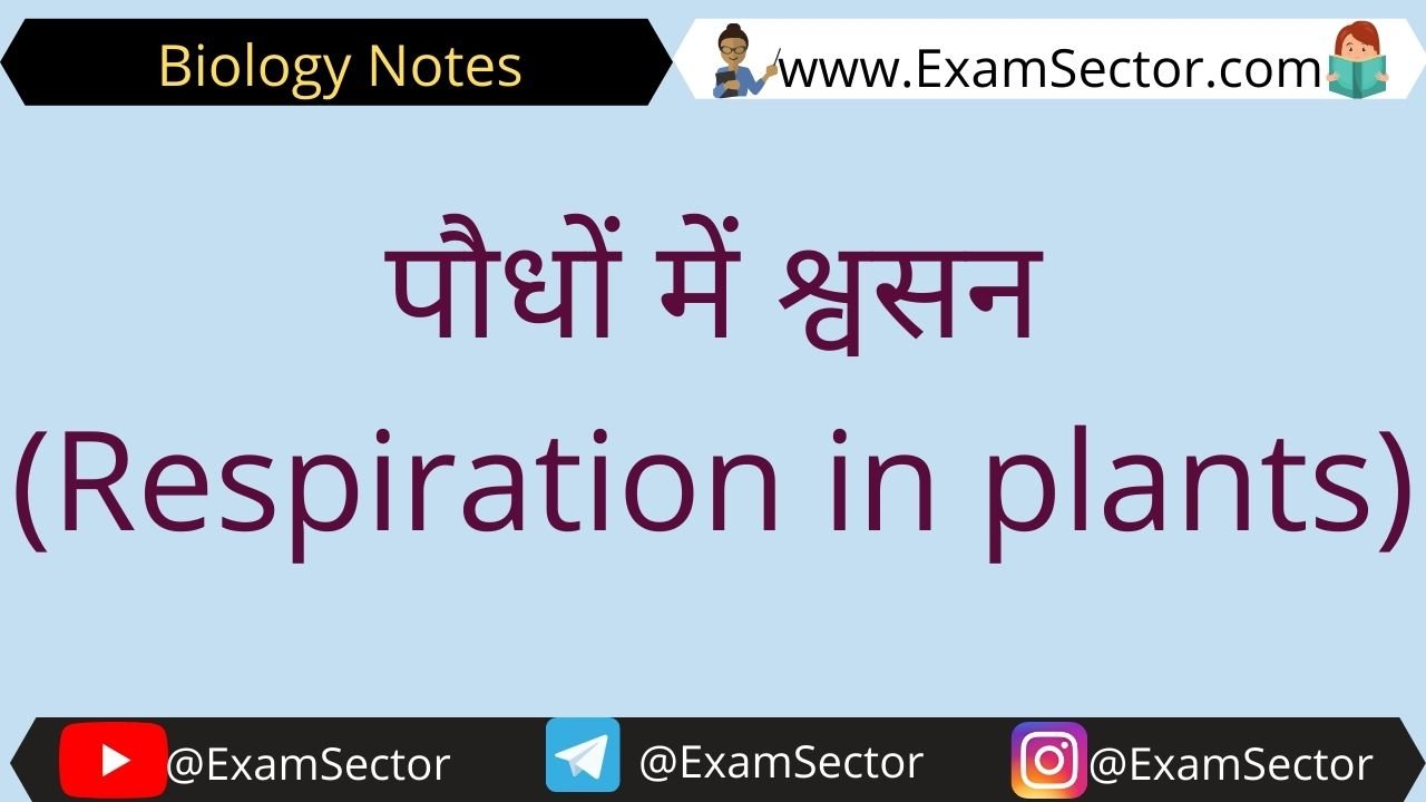 respiration in plants in hindi