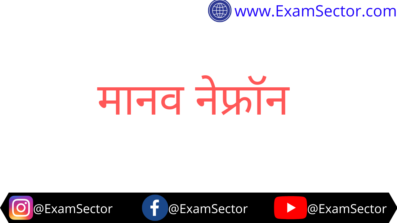 Nephron structure and function in Hindi